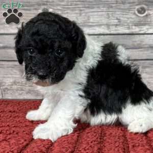 Donald, Miniature Poodle Puppy